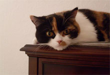 katze1_1